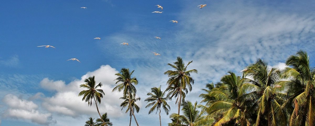 palm trees, exotic, blue sky-3540107.jpg